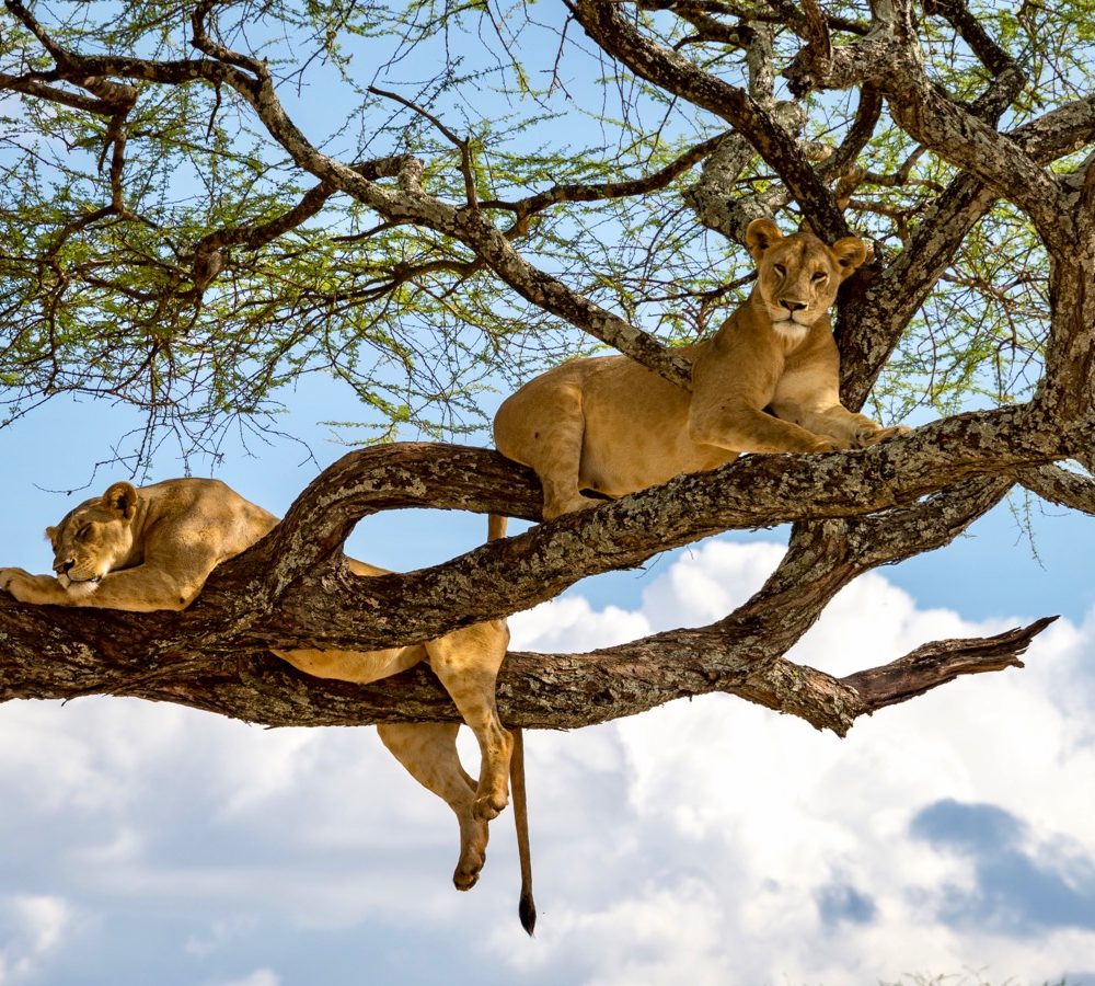 Sleeping and relaxing lions in a tree