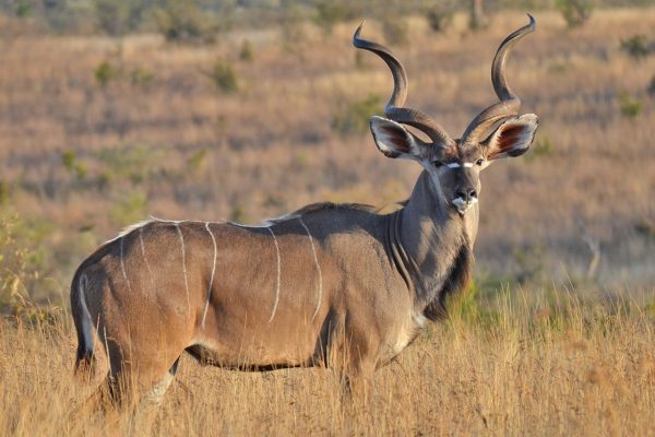 ruaha ruaha