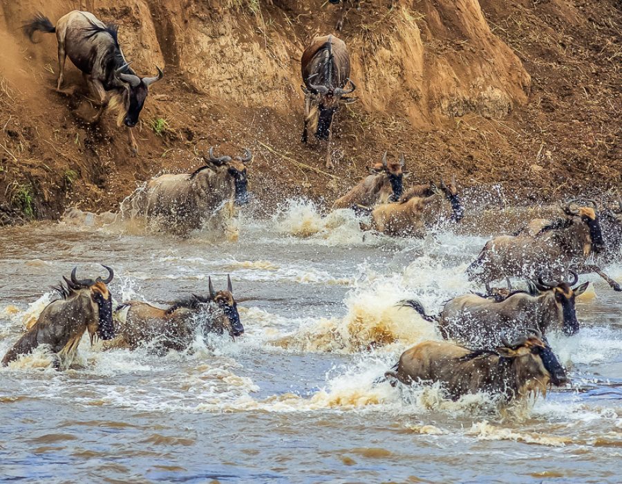 Wildebeest Migration Wildebeest migrating across the Mara River, Tanzania, Africa.