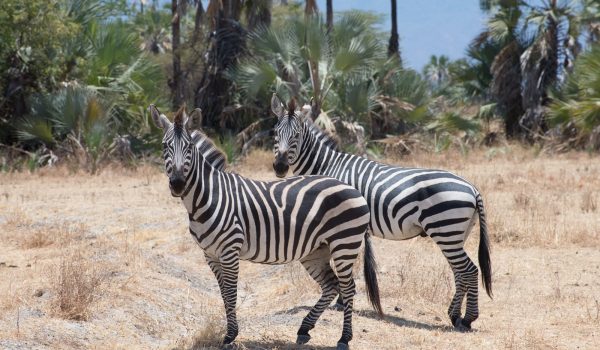 Equus quagga boehmi ‘Grant’s zebra’ Equus quagga boehmi 'Grant's zebra'